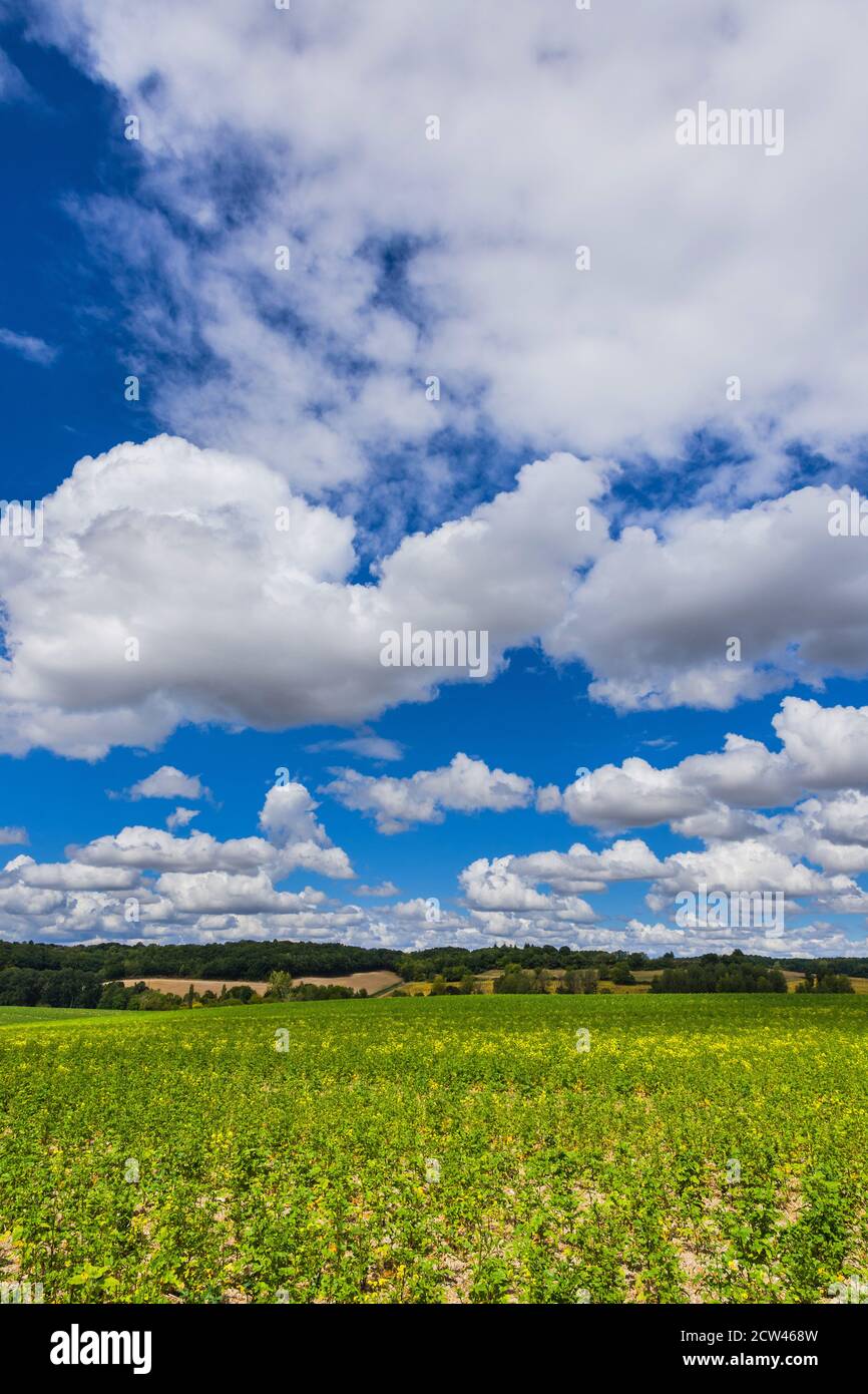 Sommer Cumulus Wolken und blauer Himmel - sud-Touraine, Zentralfrankreich. Stockfoto