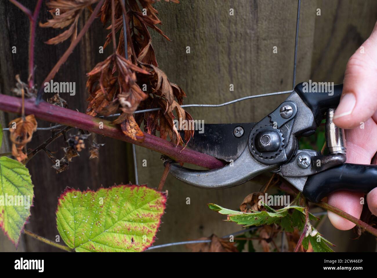 Hand schneidet einen Zweig Brombeeren mit einer Schere vor einem Brett, Dänemark, 27. September 2020 Stockfoto