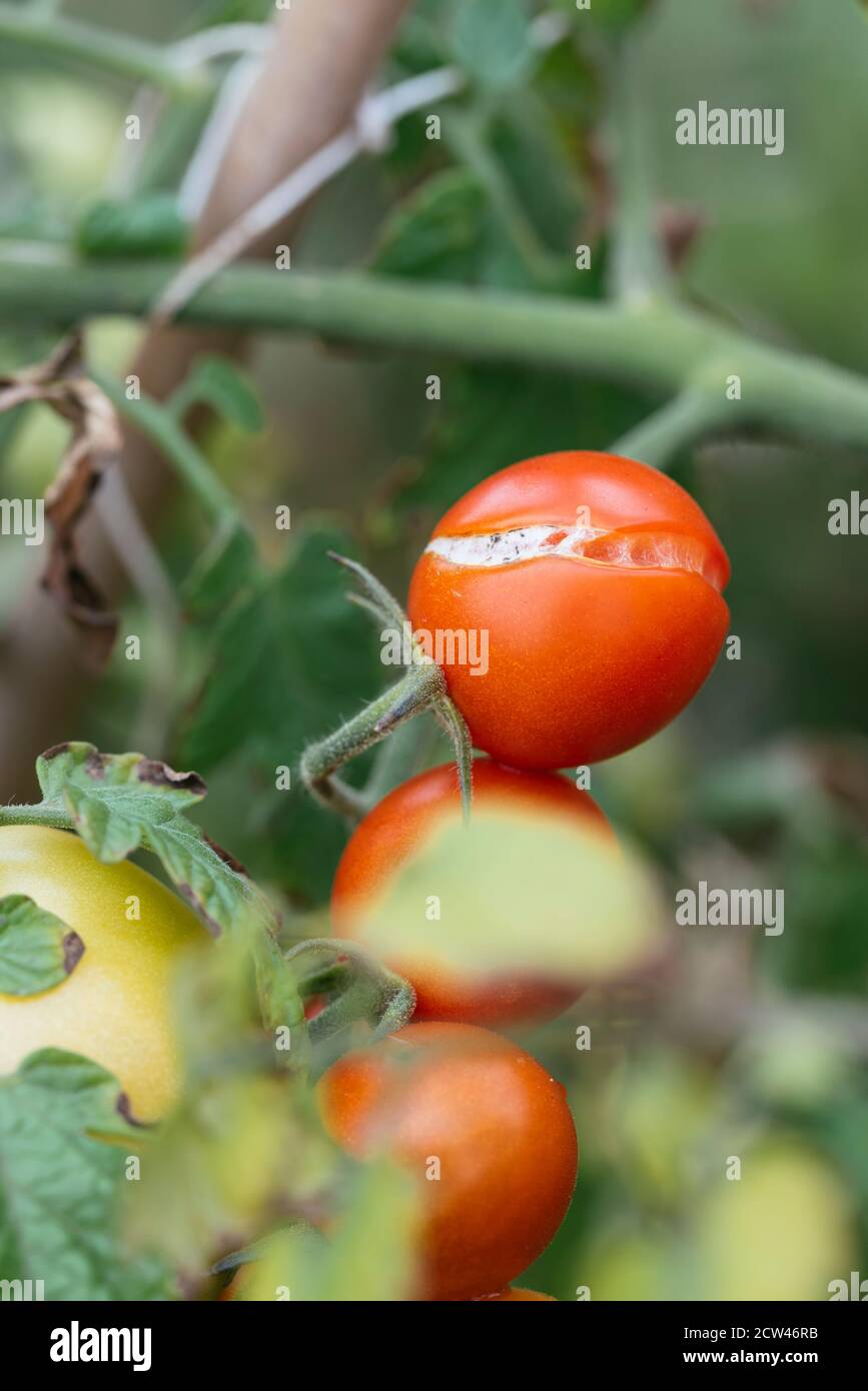 Geknackte Kirschtomate auf der Weinrebe. Stockfoto