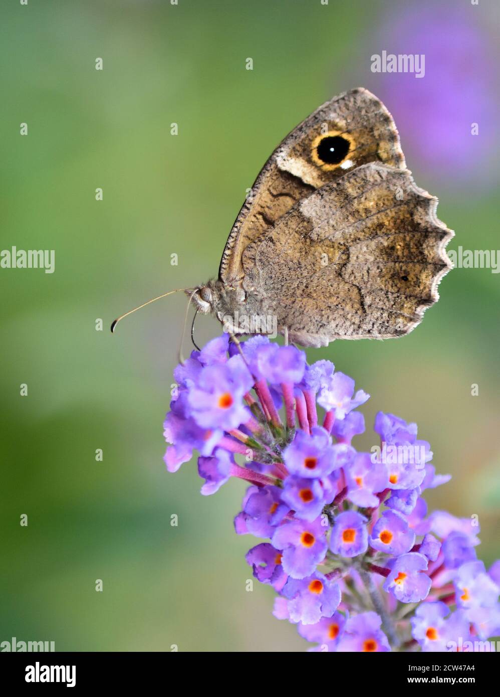 Schmetterling der Art Freyer's Äsche (Hipparchia fatua) auf der Blume von Buddleja davidii stehend. Stockfoto