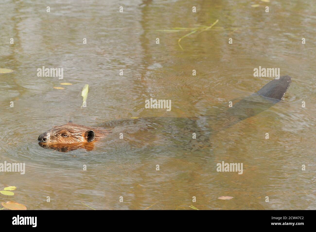 Biber Nahaufnahme Profilansicht im Wasser mit braunem nassen Pelzfell, Körper, Biberschwanz, in seinem Lebensraum und Umgebung. Stockfoto