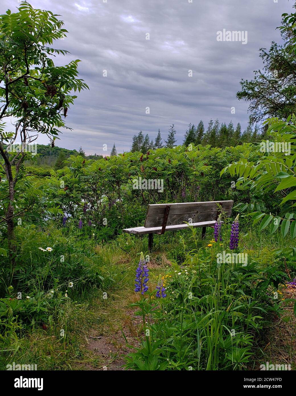 Bank im Wald an einem Teich mit Wildblumen, Gänseblümchen, Bäumen, Himmel, Wolken, Laub. Grüne Sommerwaldlandschaft mit Bank. Stockfoto