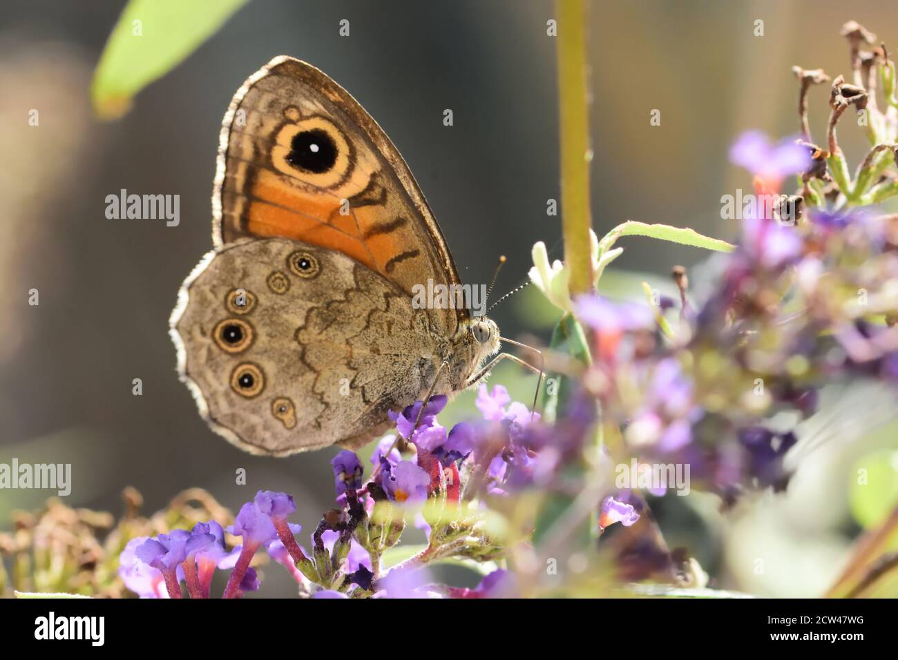 Große Wand braun Schmetterling (Lasiommata maera) auf Buddleja davidii Blumen Stockfoto