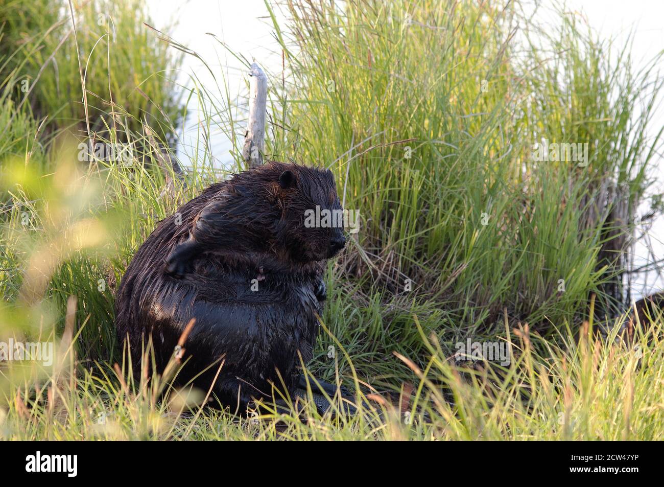 Biber Nahaufnahme Profil Ansicht Pflege und sitzen auf Gras am Teich zeigt Körper, Kopf, Augen. Ohren, Schwanz, Fell, braunes Fell in seiner Umgebung und Stockfoto