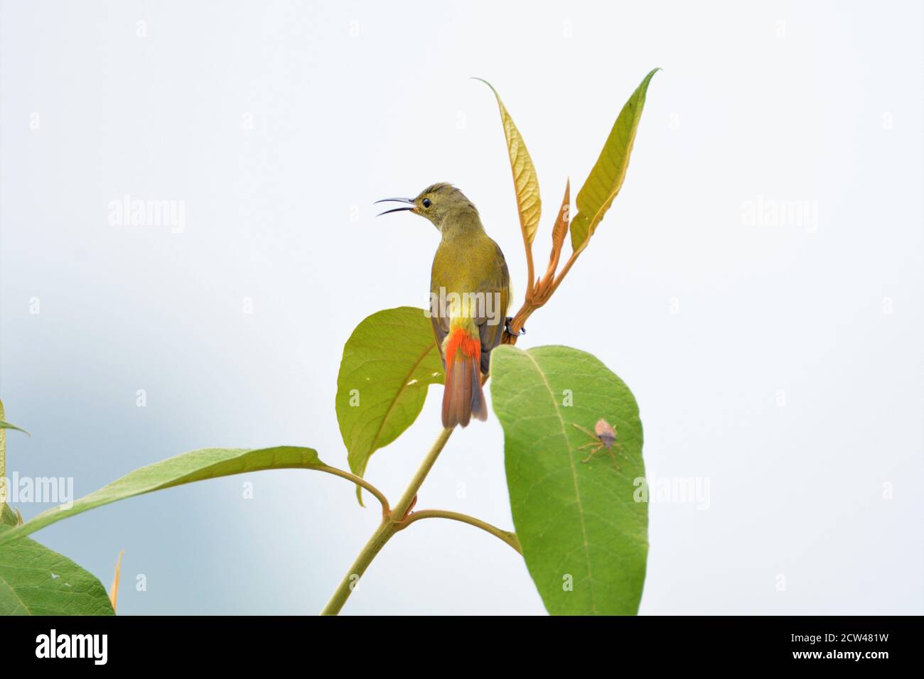 Vogel - schöne weibliche Feuer schwänzt Sonnenvogel auf Baum Ast Stockfoto