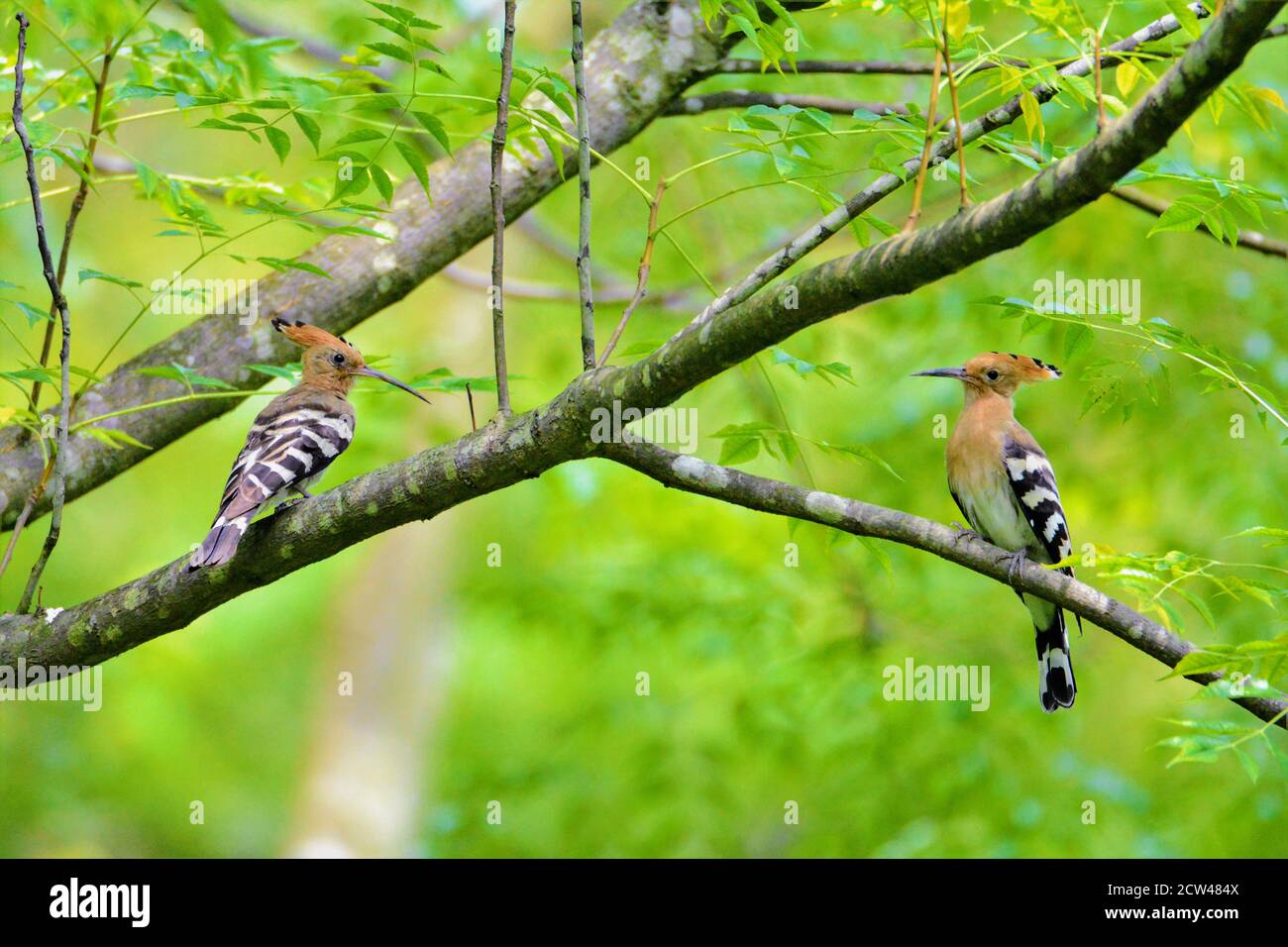 Vogel - zwei Wiedehopf Vogel auf Baumzweig Stockfoto