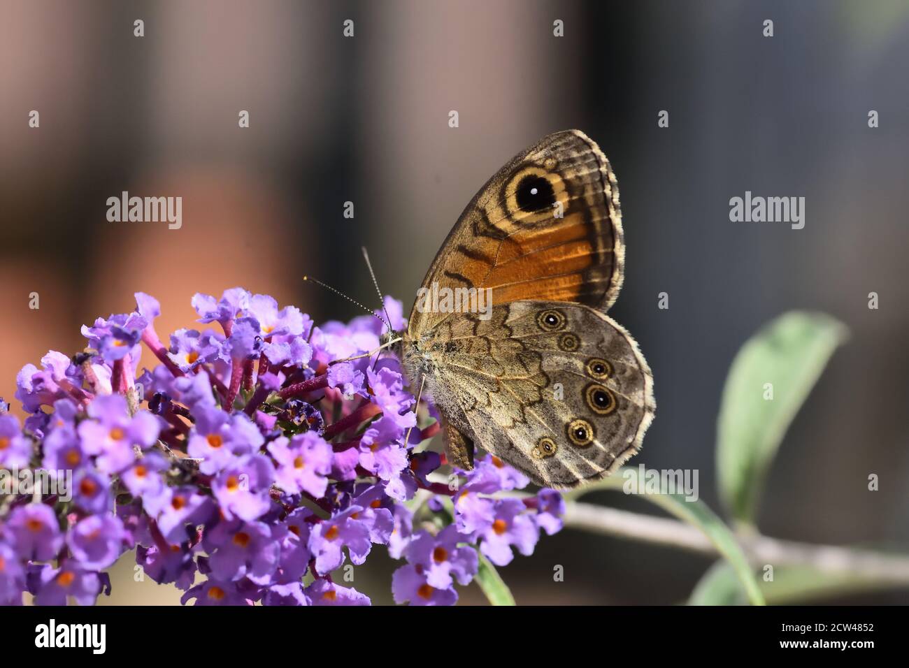Große Wand braun Schmetterling (Lasiommata maera) auf Buddleja davidii Blumen Stockfoto