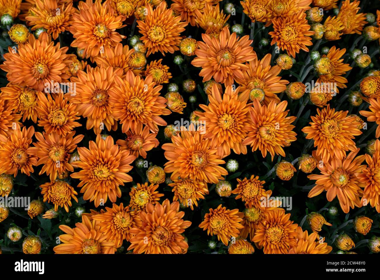 Bunte Garten Chrysanthemen oder Herbst Mütter oder winterharte Mütter in Pflanzer. Sie geben dem Garten bis weit in die kühleren Monate einen Spritzer fröhlicher Farbe Stockfoto
