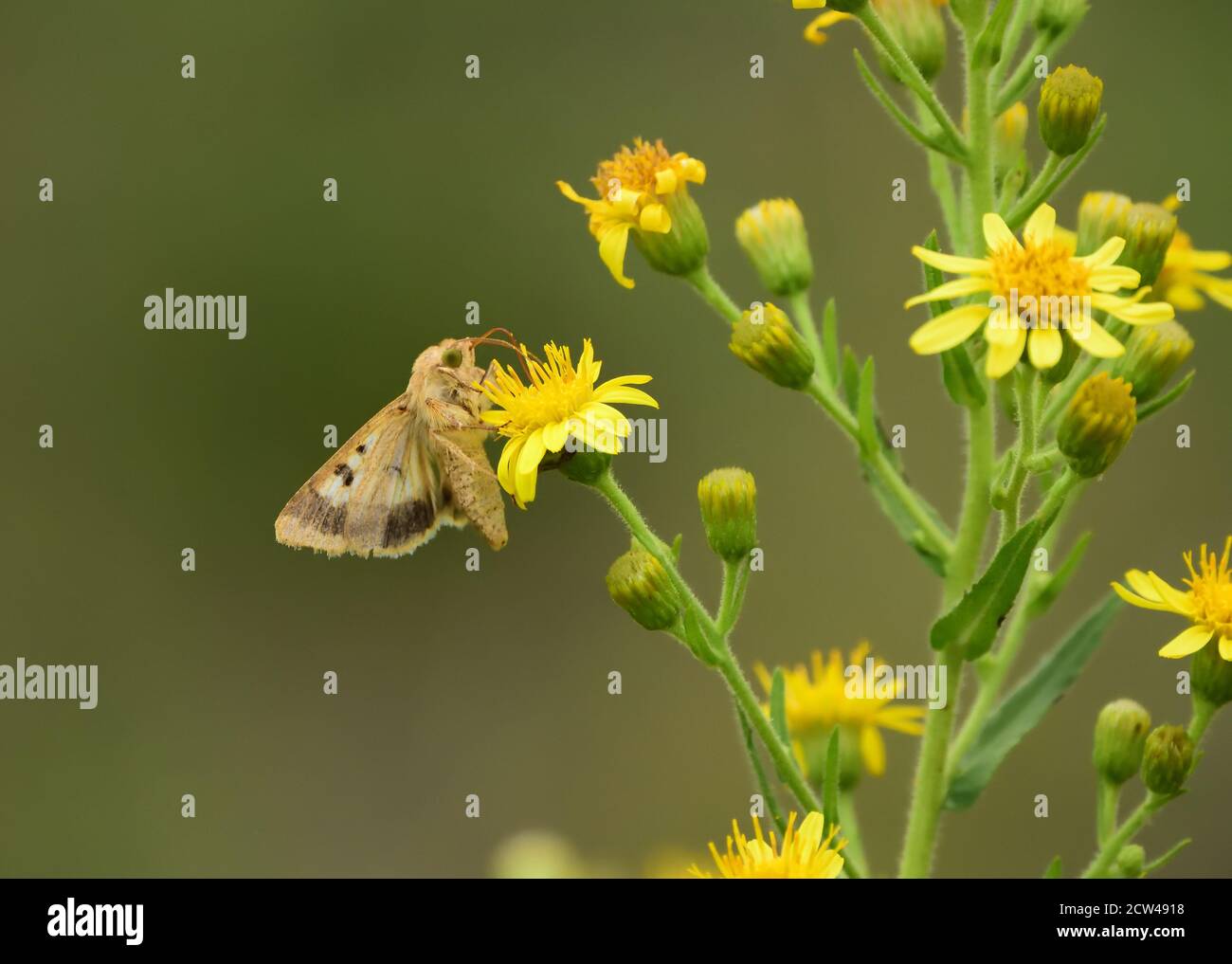 Isolierter Schmetterling der Art Cotton Pollenwurm, Maissohrwurm (Helicoverpa armigera) oder Old World (African) Pollenwurm, auf wilden gelben Blüten. Stockfoto