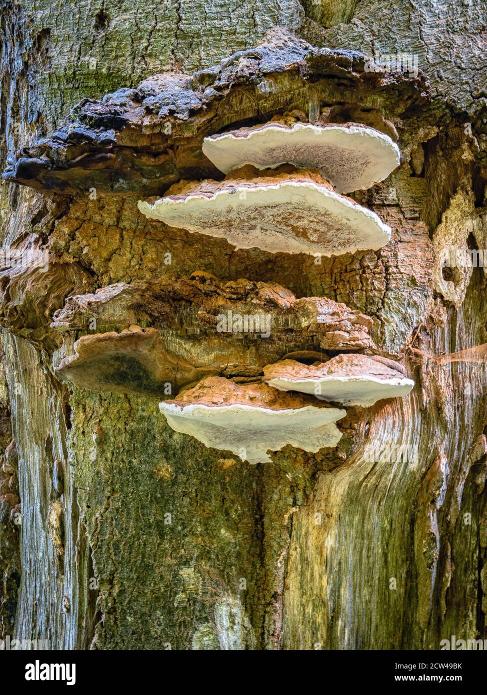 Künstlerhakenpilz Ganoderma applanatum wächst auf toten Buchenstamm In den Mendip Hills von Somerset UK Stockfoto