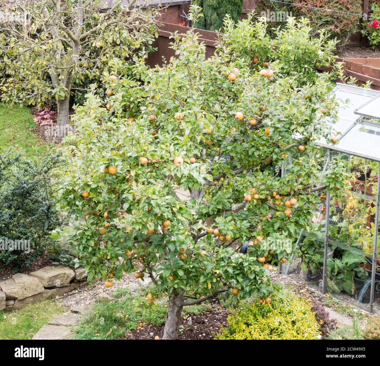 Egremont Russet Apfelbaum (Malus domestica) Frucht in einem Vorstadtgarten, England Großbritannien Stockfoto