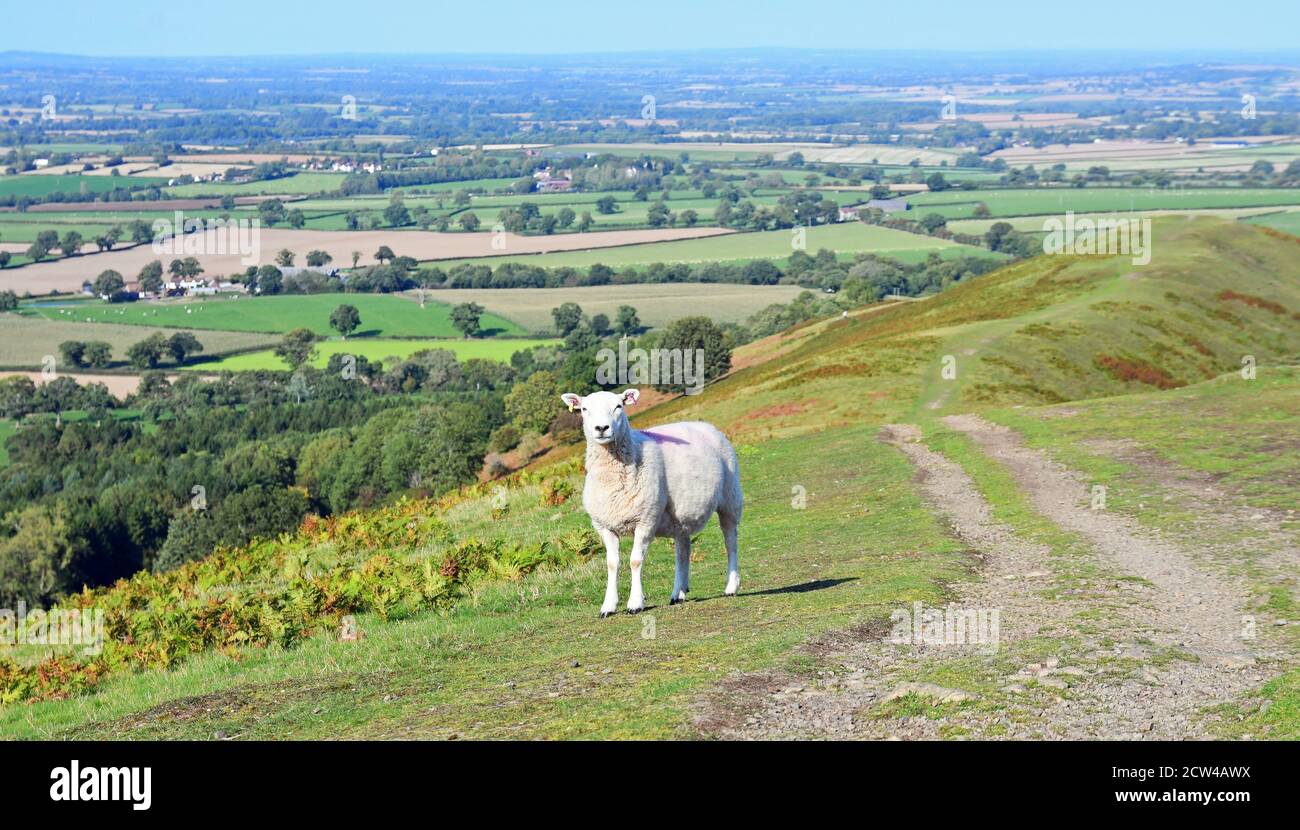 Ein Einzelschafe auf dem Lawley, ein Hügel in Shropshire, Großbritannien Stockfoto