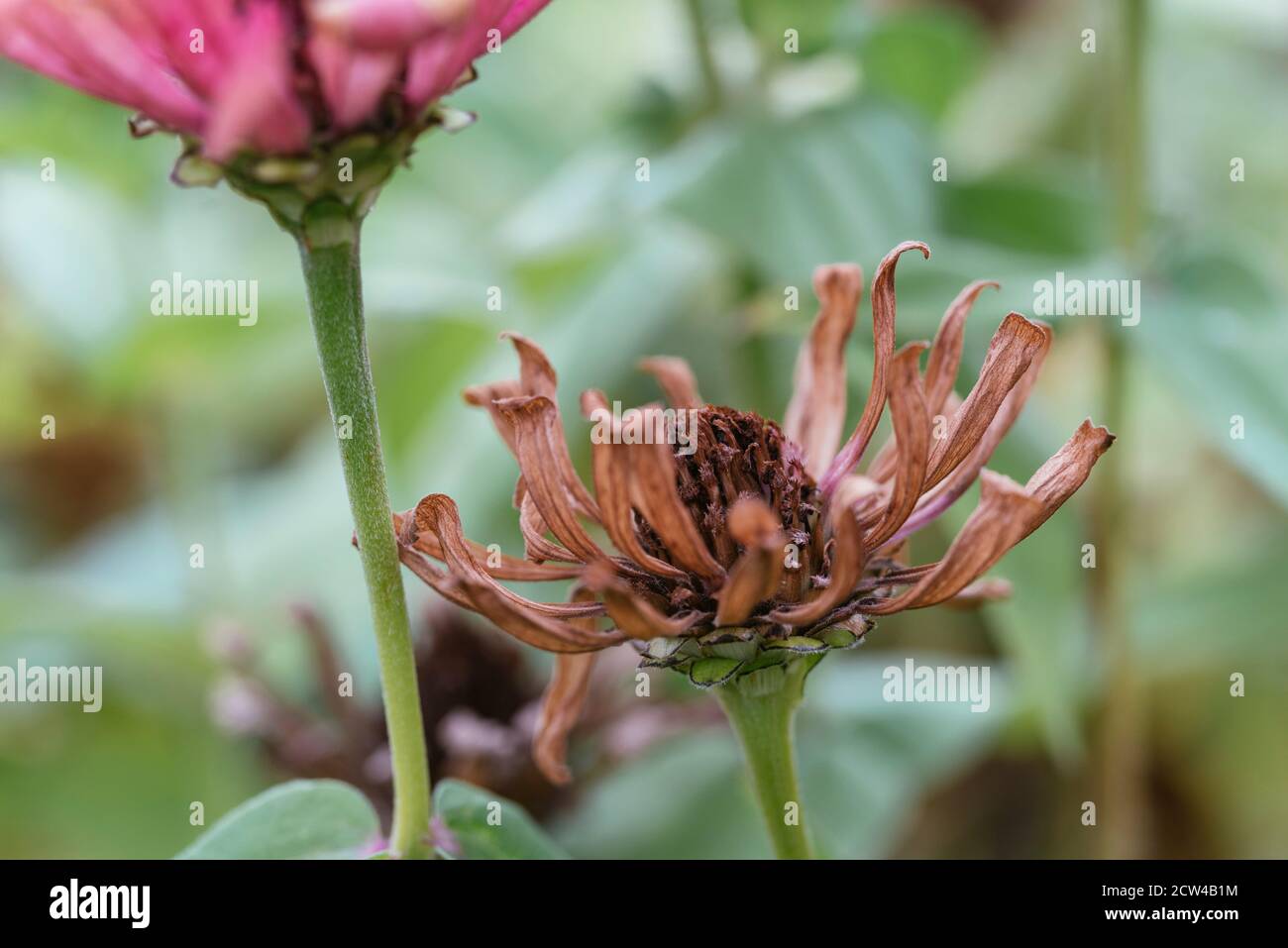 Nahaufnahme des Samenkopfes einer Zinnia-Blume. Stockfoto