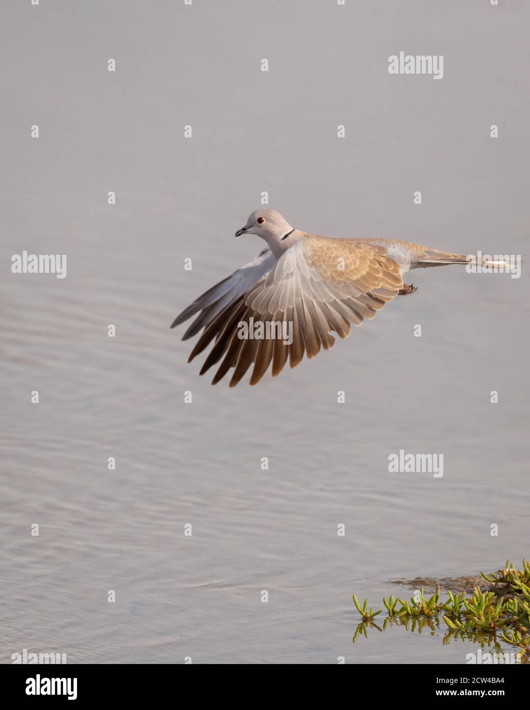 Taube mit eurasischem Halsabschaber (Streptopelia decaocto), im Flug. Stockfoto