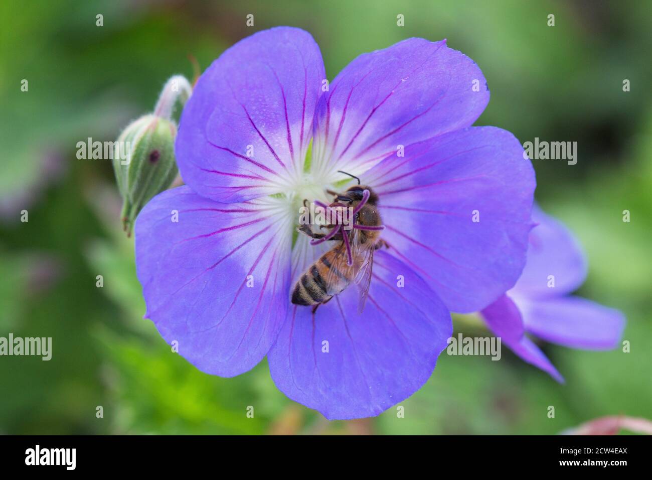 Geranium 'Gerwat' ROZANNE Blume aus nächster Nähe mit Biene. Stockfoto