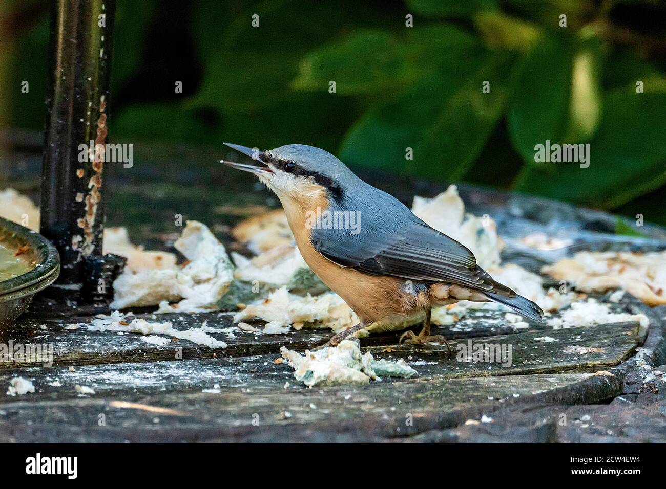 Nuthatch Vogel auf Futterhäuschen. Stockfoto