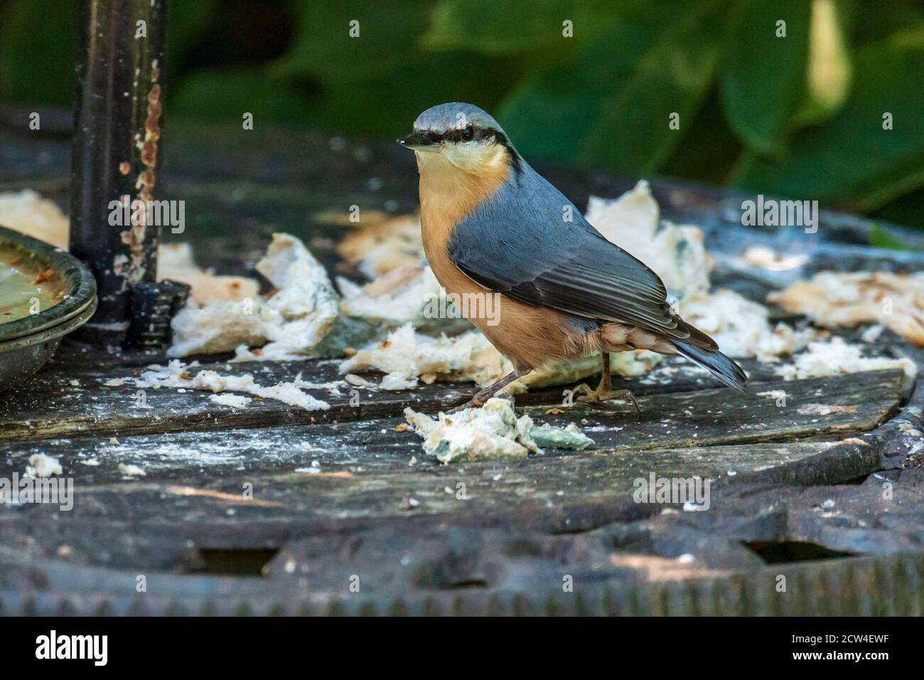 Nuthatch Vogel auf Futterhäuschen. Stockfoto