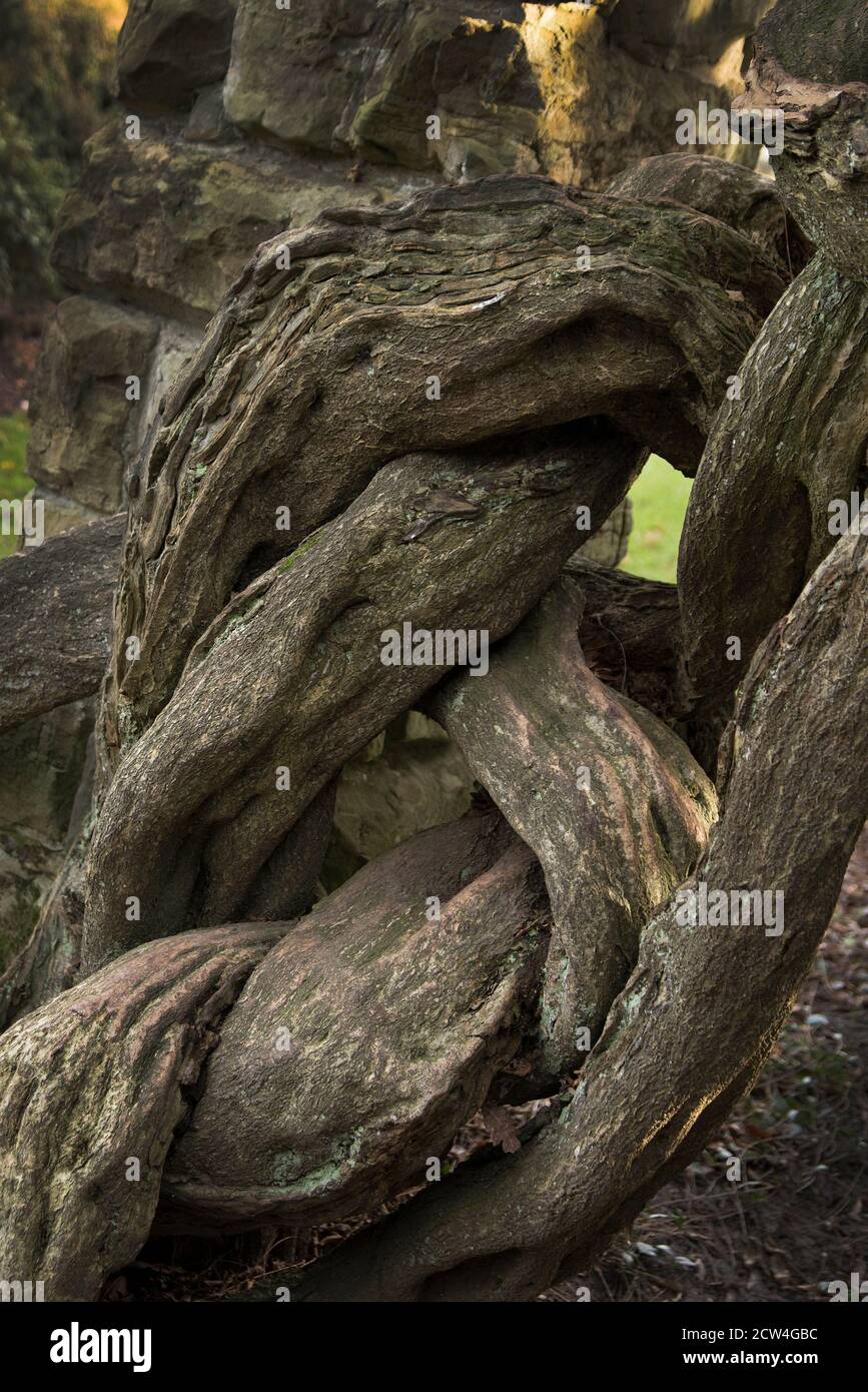 Baum außer Kontrolle gewachsen, Stockfoto