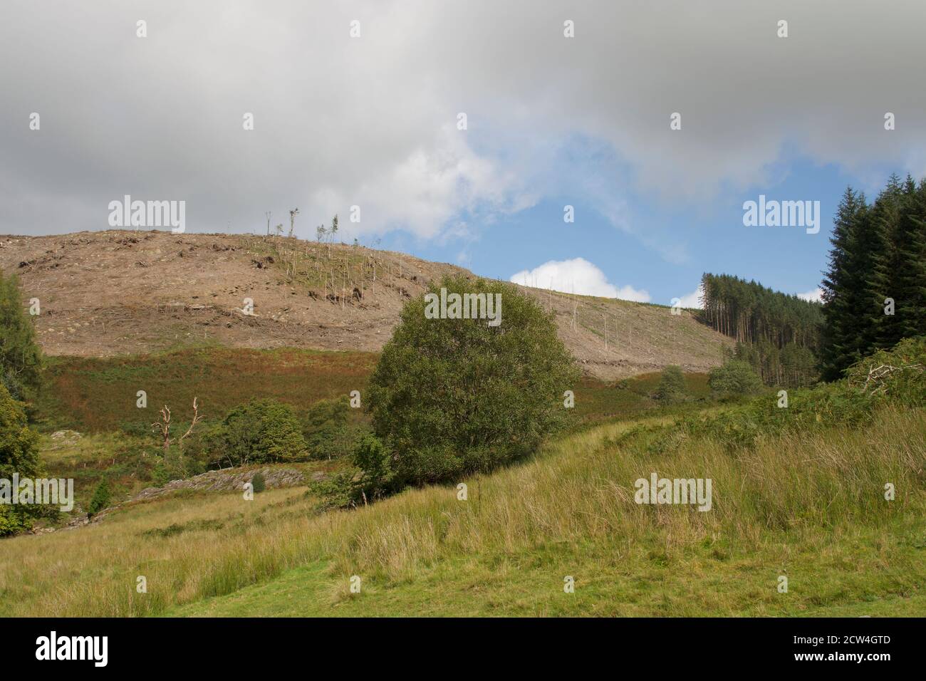 Entwaldung im Elan River Valley, in der Nähe von Builth Wells, Mid Wales Stockfoto