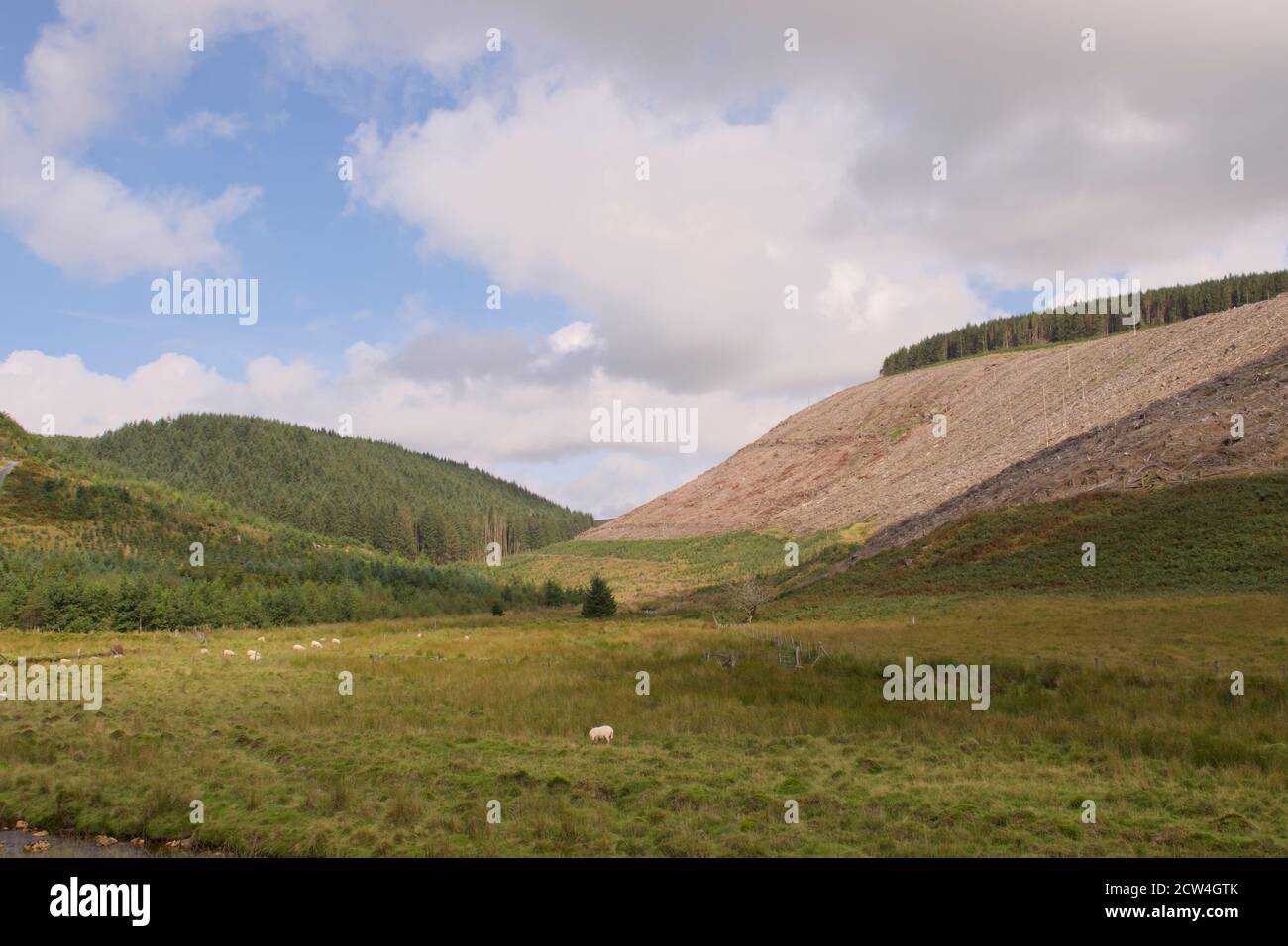 Entwaldung im Elan River Valley, in der Nähe von Builth Wells, Mid Wales Stockfoto