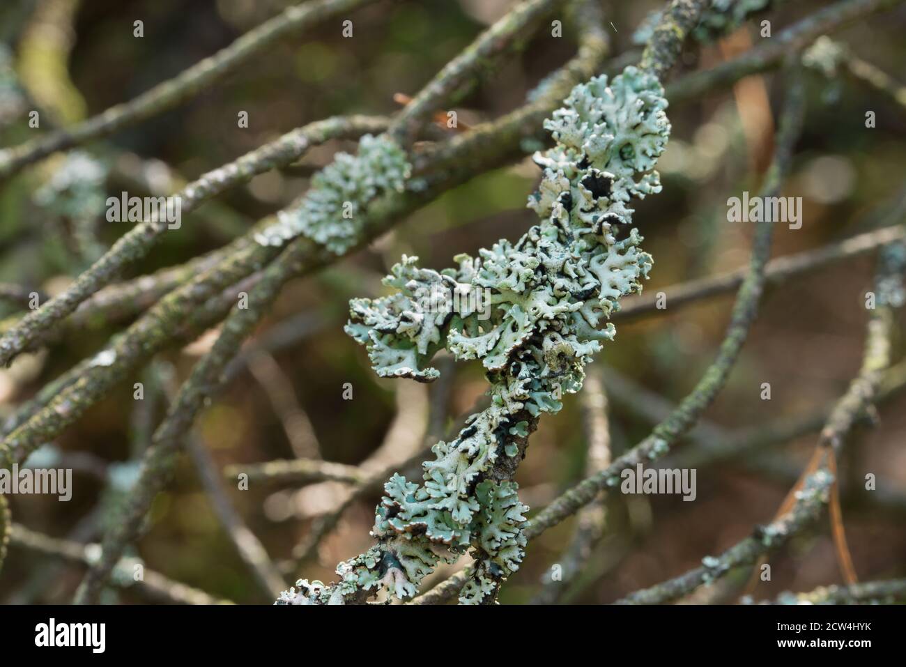 Lichen Hypogymnia physisodes auf Baum closeup selektiver Fokus Stockfoto