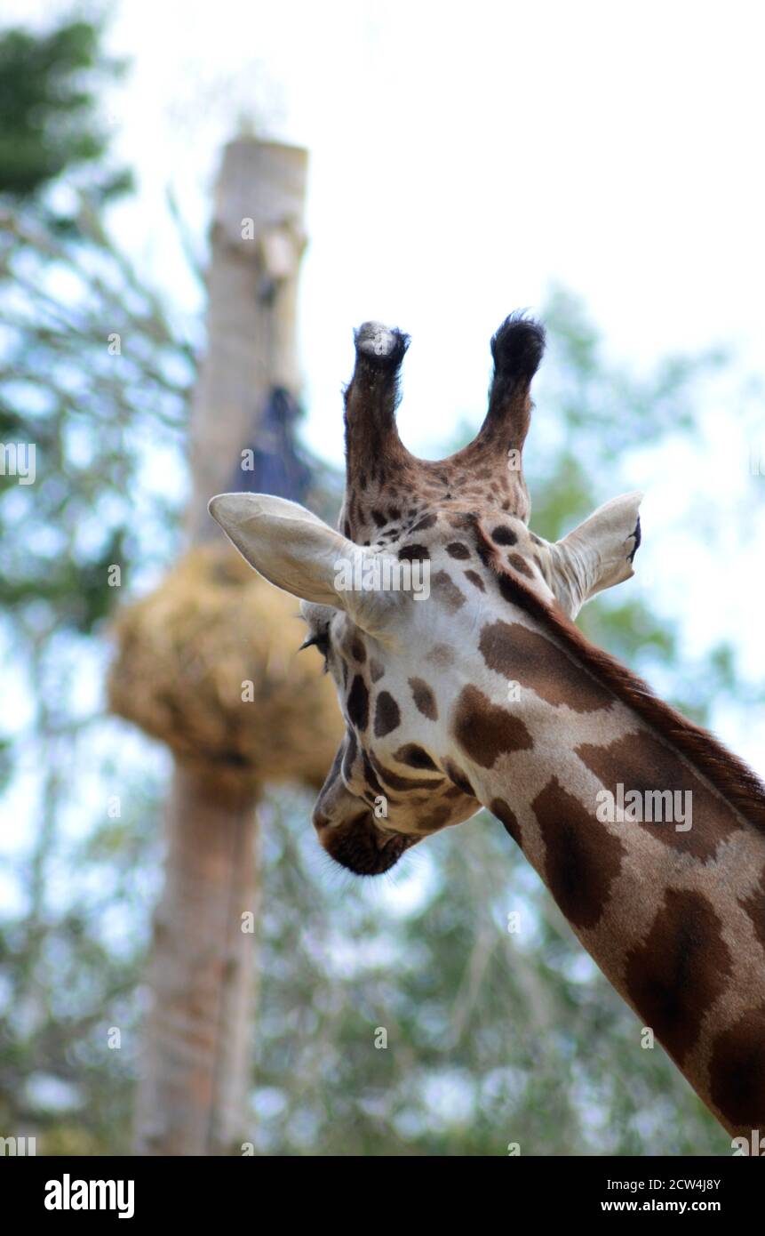 Girafe Stockfoto