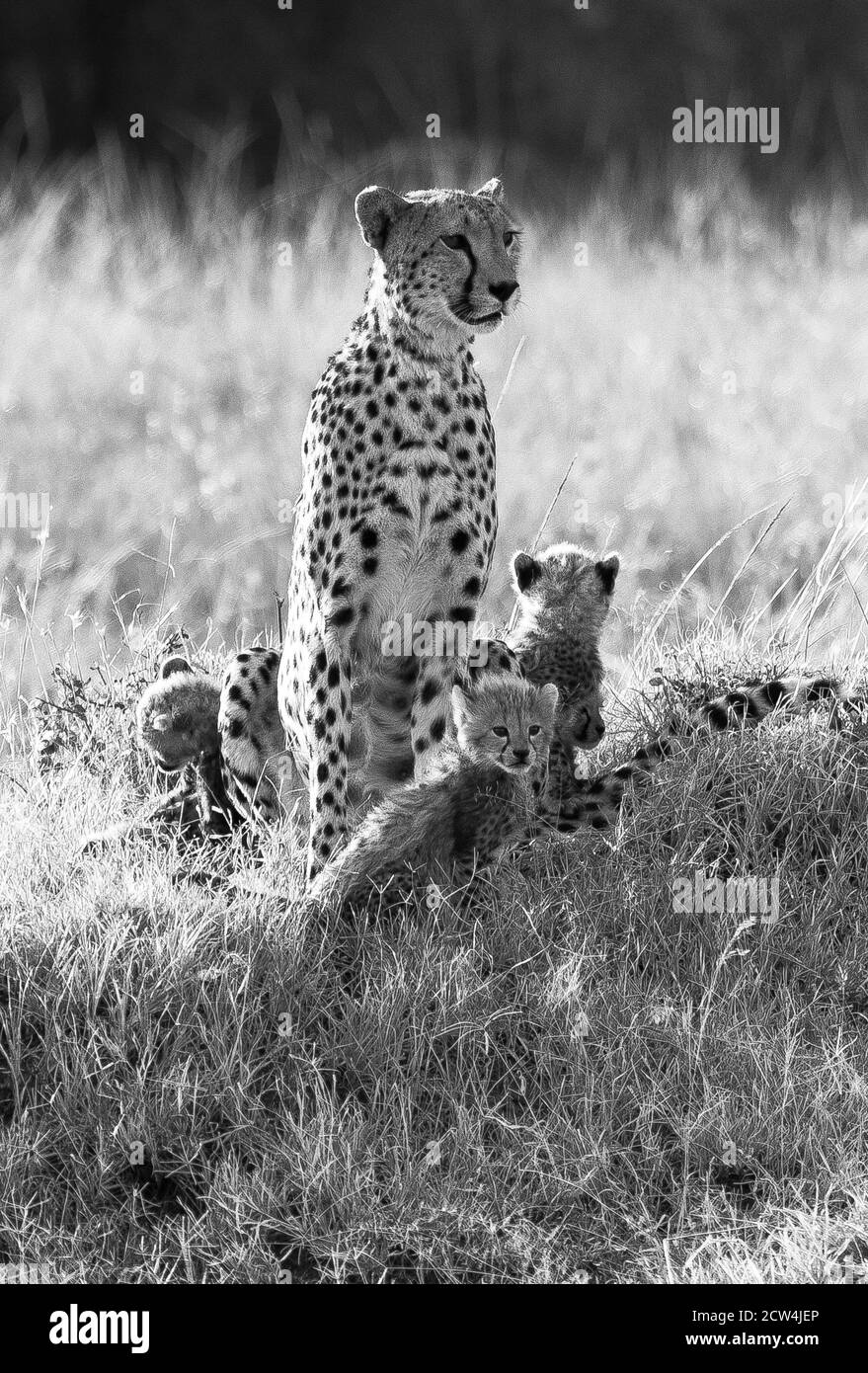 Geparden in Maasai Mara, Kenia Stockfoto
