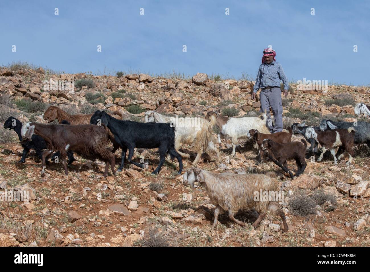 Jordanien in der Nähe von Petra. Traditioneller Nomaden Ziegenhirte. Stockfoto