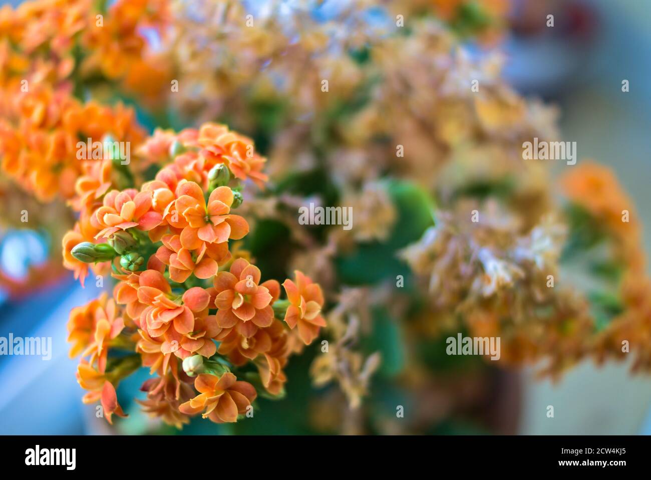 Zimmerpflanzen erholen sich nach dem Verblassen. Erstaunliche orange Begonia. Falsche Pflanzenpflege Stockfoto