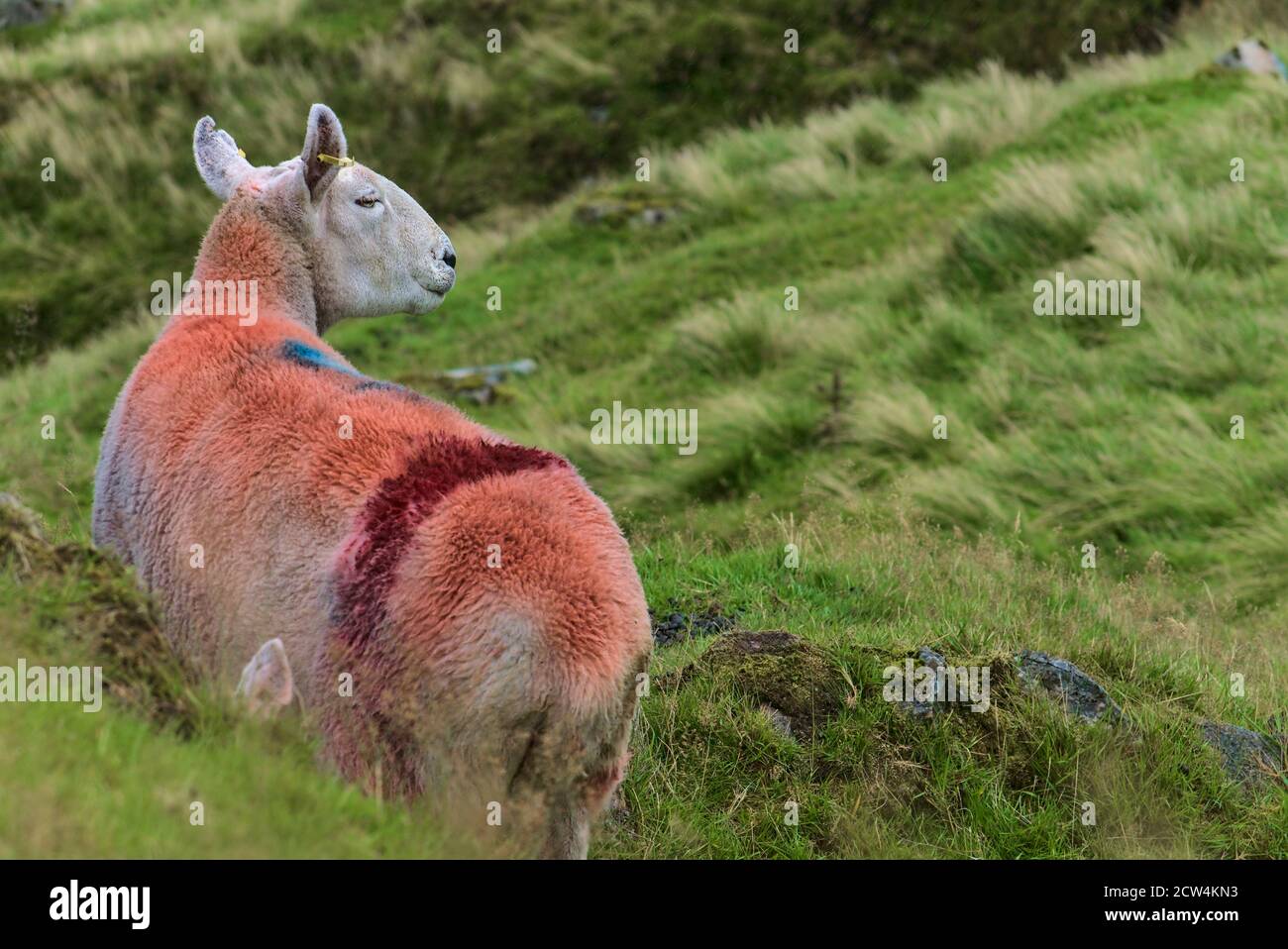 Schafrückseite. Schafe markiert mit Farbe in Glenealo Valley, Glendalough, County Wicklow, Irland Stockfoto