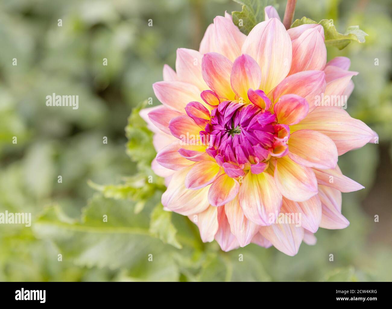 Blick auf den Kopf der Blume Dahlia 'crazy love' Stockfoto