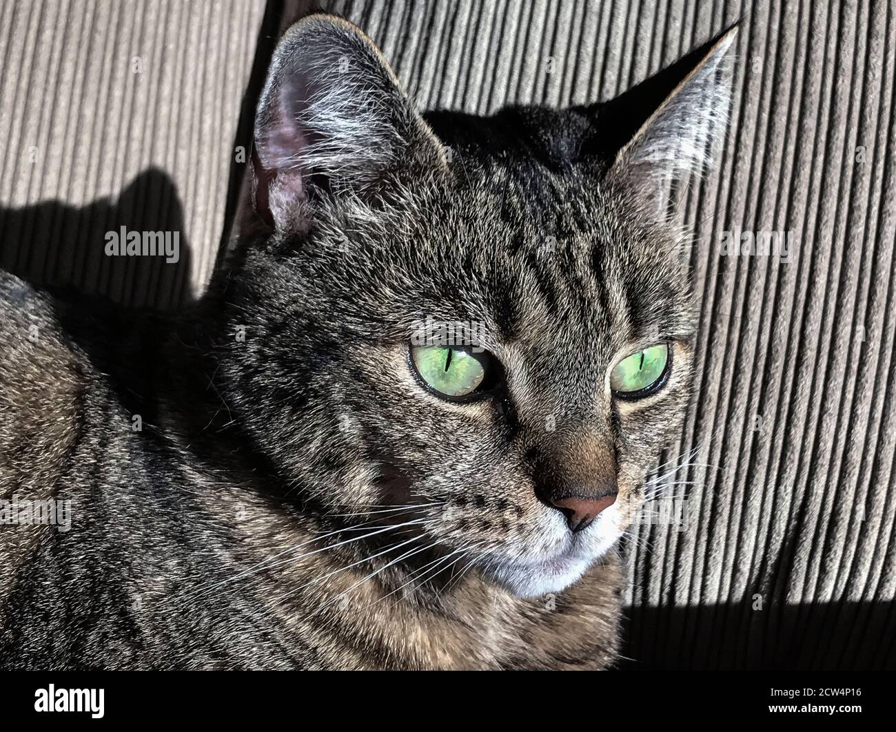 Porträt einer gestromten Katze mit grünen Augen. Stockfoto