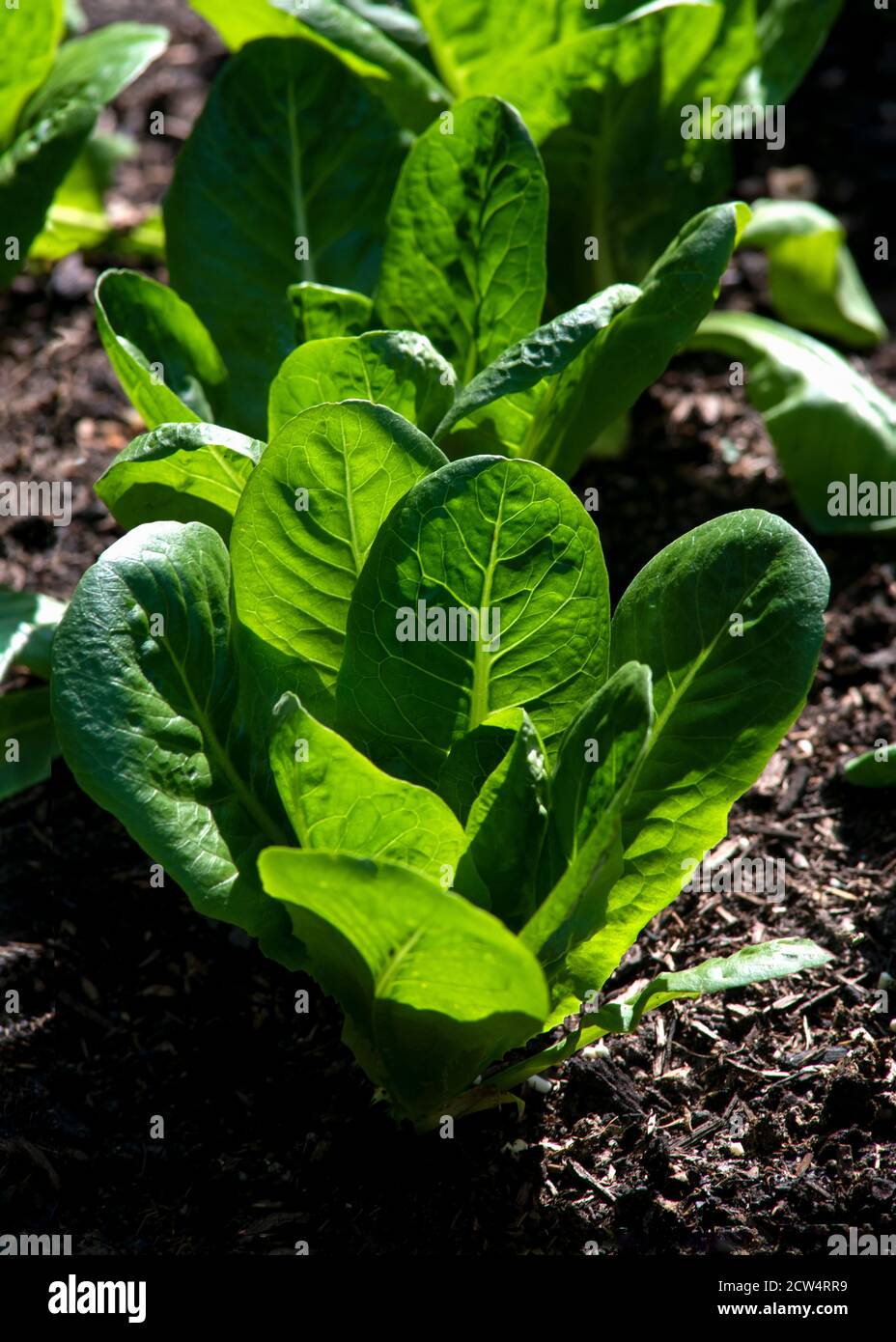 Vertikales Bild von jungen Wintersalat Pflanzen wachsen auf Kompost in einem Garten oder Zuteilung. Hinterleuchtet von der Morgensonne Stockfoto