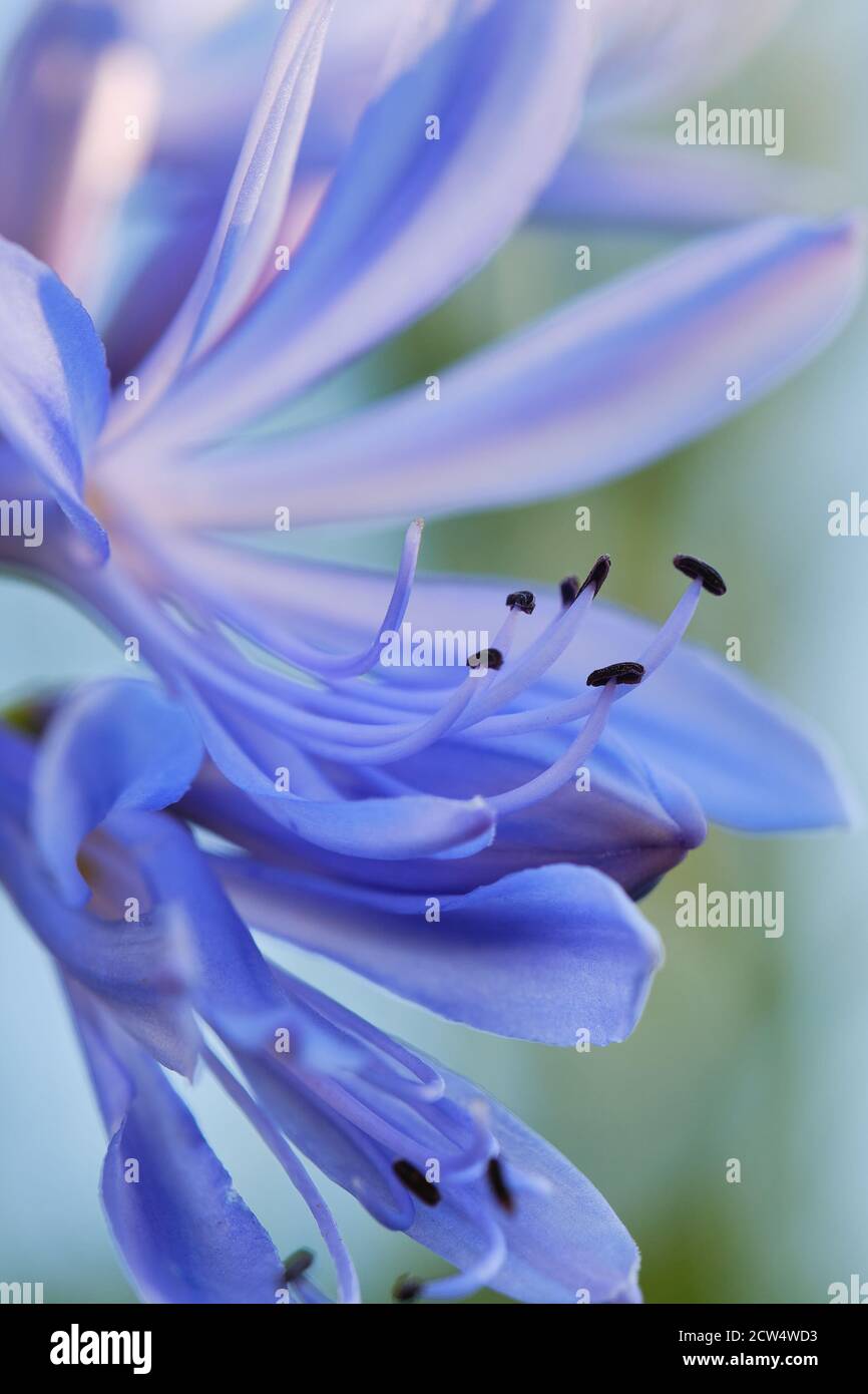 Makro des blauen Lilie - Agapanthus Beurre - an einem sonnigen Tag Stockfoto