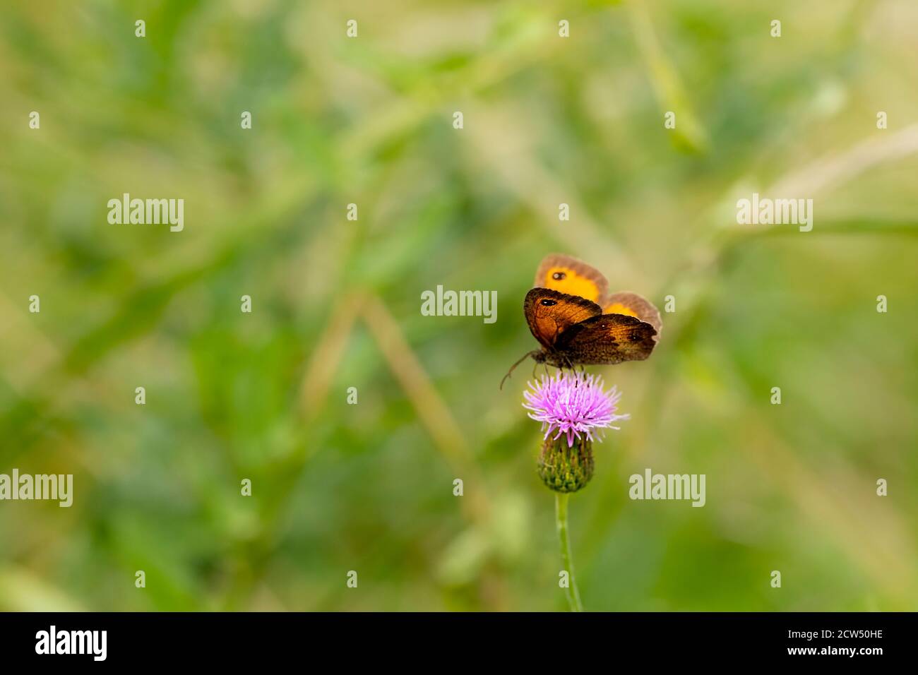 Torwart Butterfly, Pyronia tithonus, thront auf einer Blume in einer englischen Wiese, Sommer 2020 Stockfoto