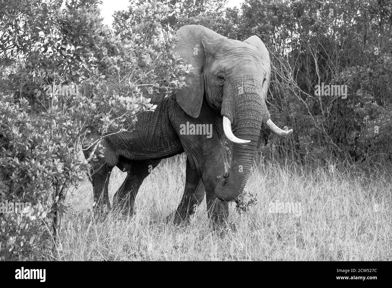 Safari in ostafrikanischen Ebenen Stockfoto