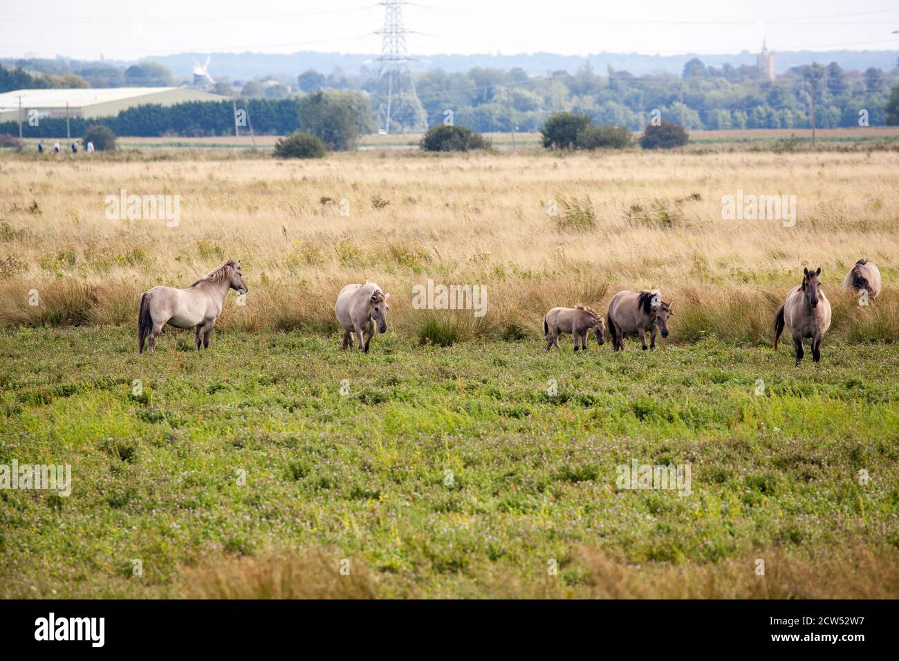 Das Konik oder polnisches Urpferd ein kleines, halbwildes Wildpferd, das aus Polen stammt. Hier gesehen, als es zum Weiden des Naturschutzgebietes Wicken fen verwendet wurde Stockfoto