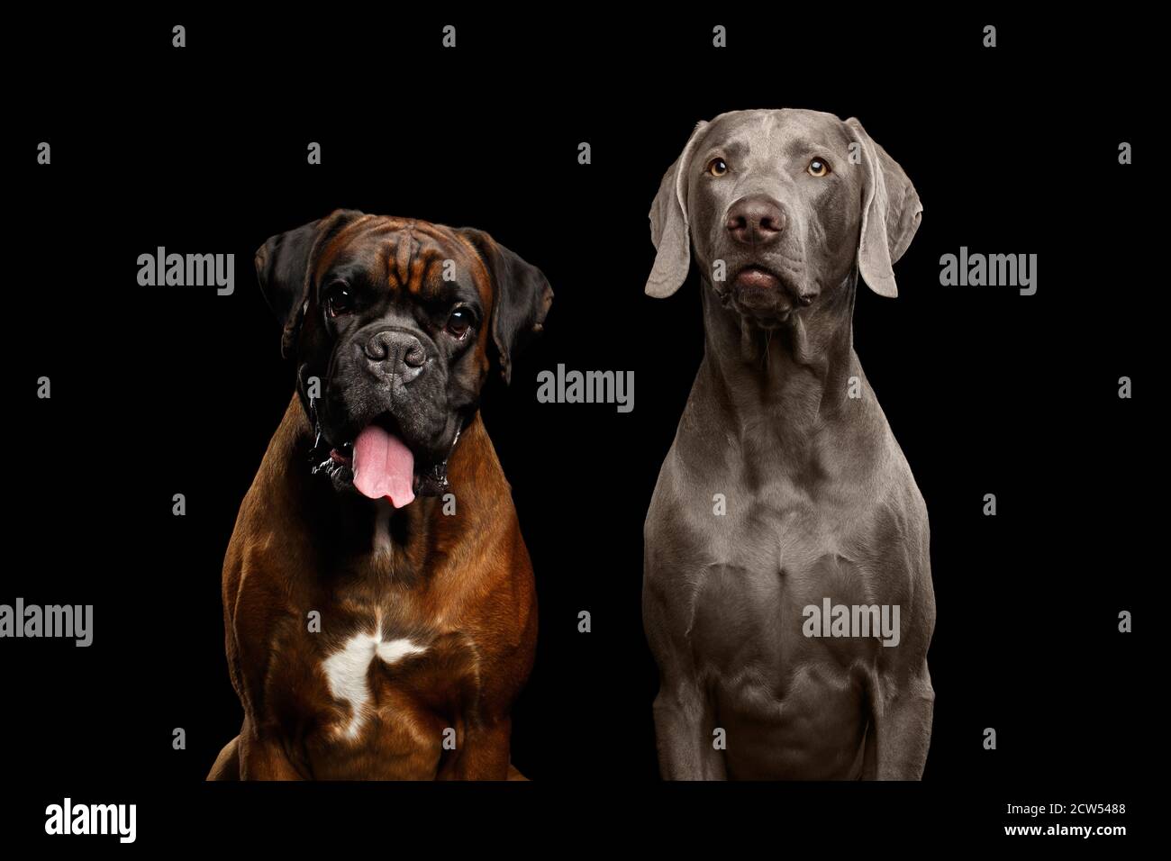 Portrait von zwei Hunden Boxer und Weimaraner auf Isolated Black Hintergrund Stockfoto
