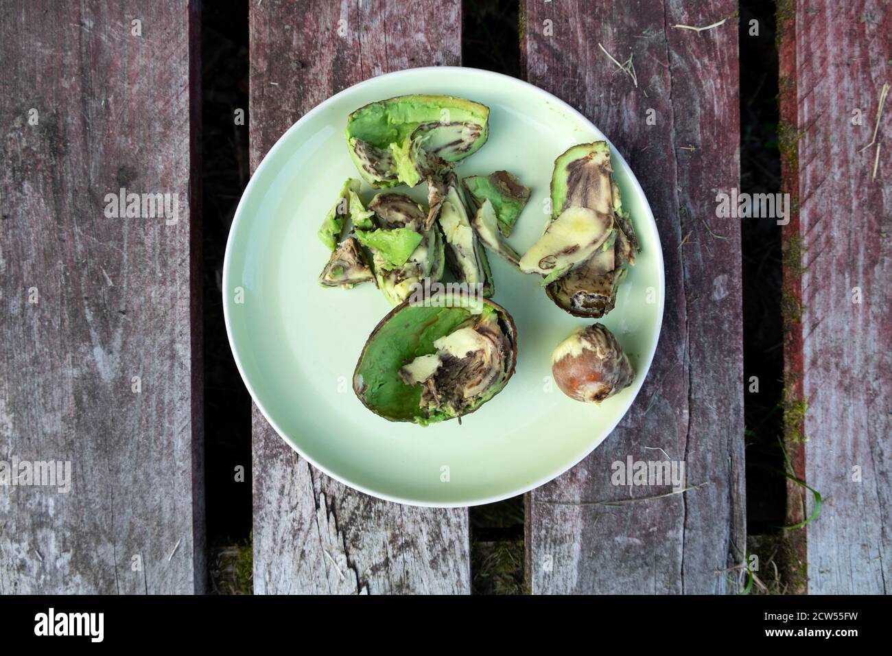 Bio-Avocado öffnete auf einem Teller zwei Tage nach dem Supermarkt Kaufen, um Krankheit in der Frucht zu offenbaren, die sie ungenießbar macht In Großbritannien KATHY DEWITT Stockfoto