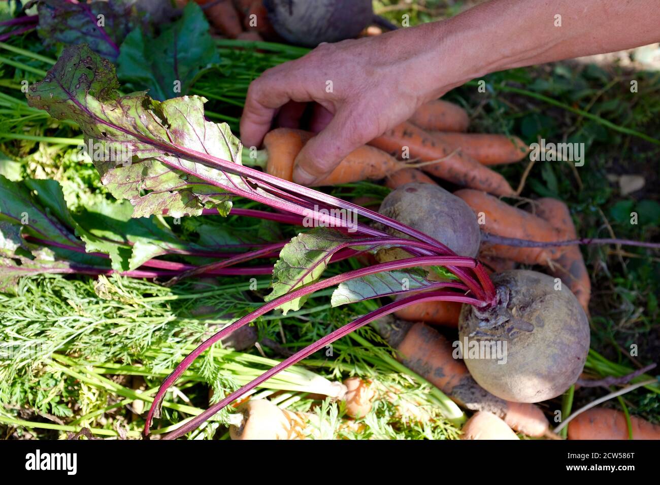 Frisch gepflücktes Wurzelgemüse, Karotten mit Pferdeschwänzen und Rüben in der Hand auf dem Hintergrund des Gemüsegartens. Landwirtschaft und Erntekonzept. Stockfoto
