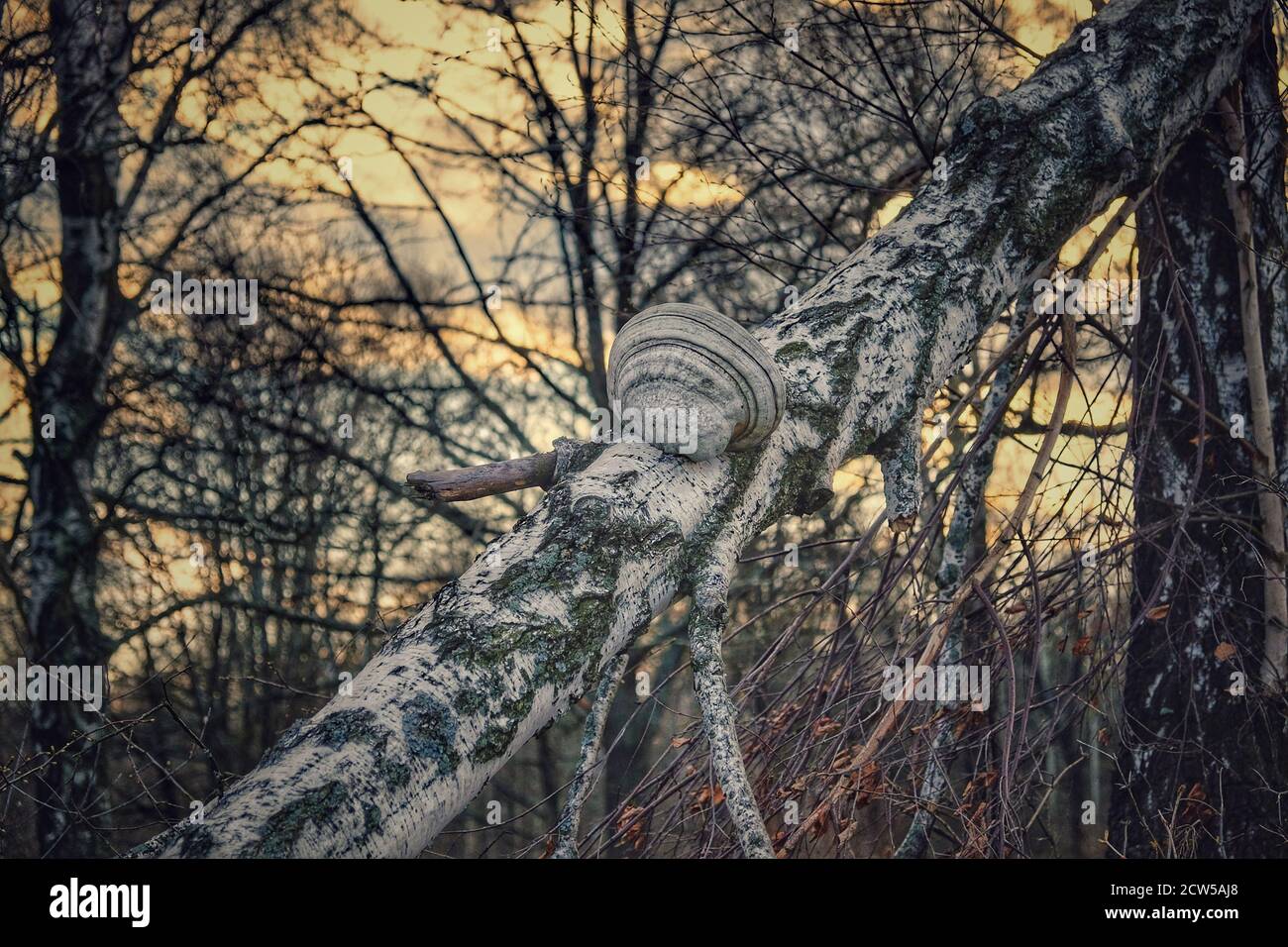 Ein großer Pilz auf dem Stamm einer zerbrochenen Birke. Stockfoto