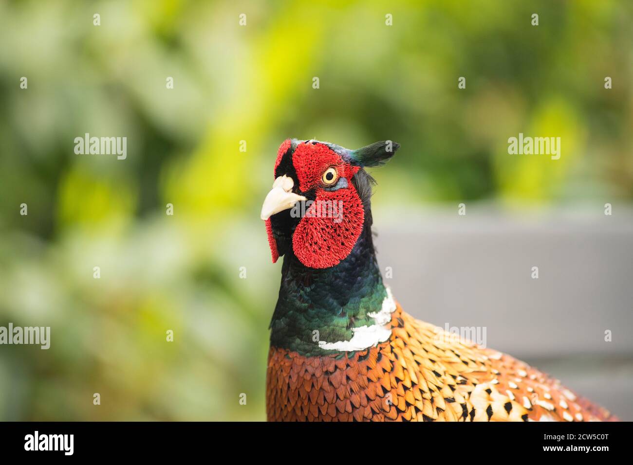 Ein Ringhalspfesich (Phasianus colchicus) Männliche Nahaufnahme des Kopfes Blick auf die Kamera Stockfoto