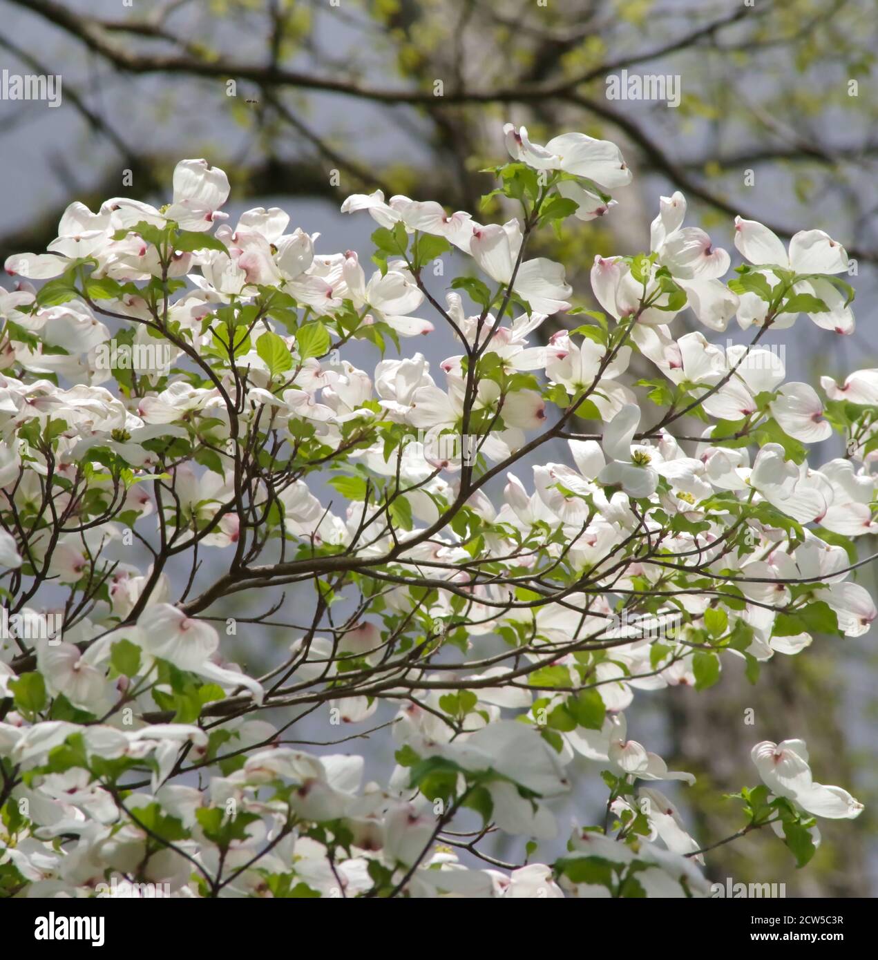 Neue weiße Azaleen-Blüten reichen nach oben und sehnen sich nach der Sonne. Bäume und Äste im Hintergrund mit großem Bokeh Hintergrund. Stockfoto