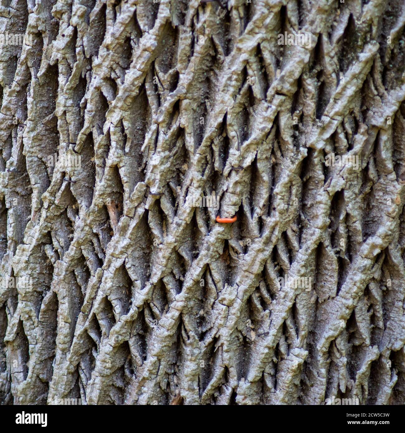 Nahaufnahme von grauer Aschebaumrinde in natürlichem Licht mit rotem Grundnahrungsmittel. Alte Baum mit dicken tiefen Rinde in komplizierten taktilen Natur Muster Hintergrund. Stockfoto