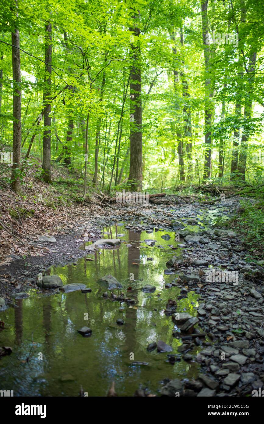 Der Baum spiegelt sich in einem Waldbach. Hochwertiges Vollformat-Foto von grünem Wald und Strom mit Kopierraum. Selektiver Fokus, natürliches Licht. Stockfoto