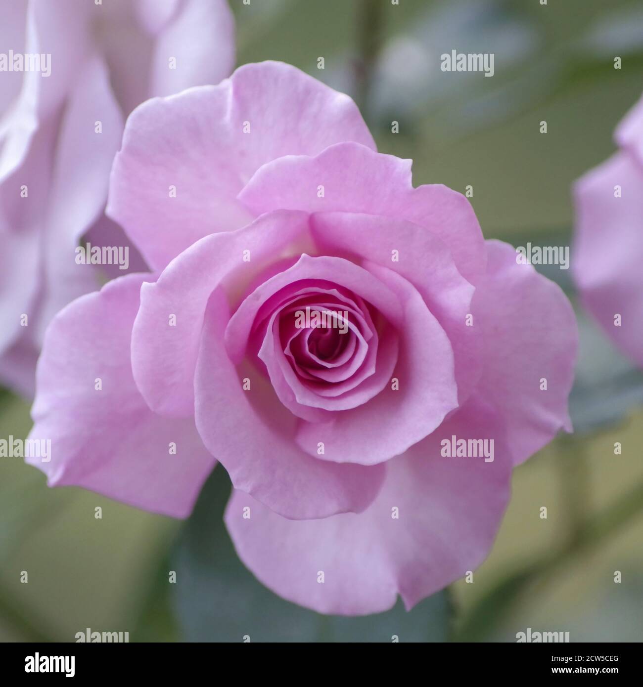 Subtile Farbvariationen und Textur in diesem Makrobild, selektiver Fokus auf die Mitte der Rose, abstraktes Bokeh defokussierten grünen Hintergrund mit Garten Shap Stockfoto