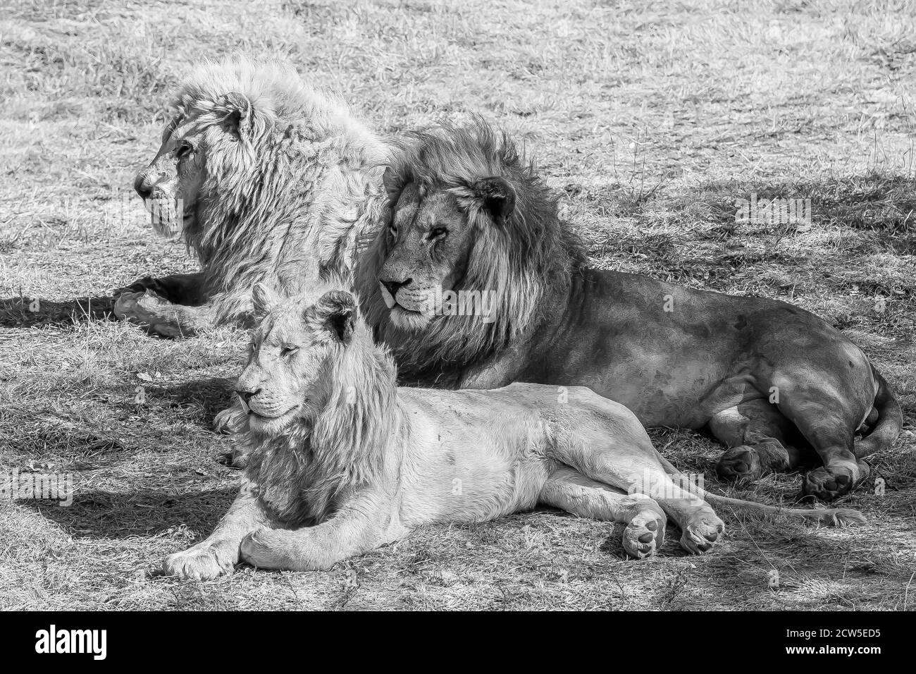 Safari in Ostafrika Stockfoto