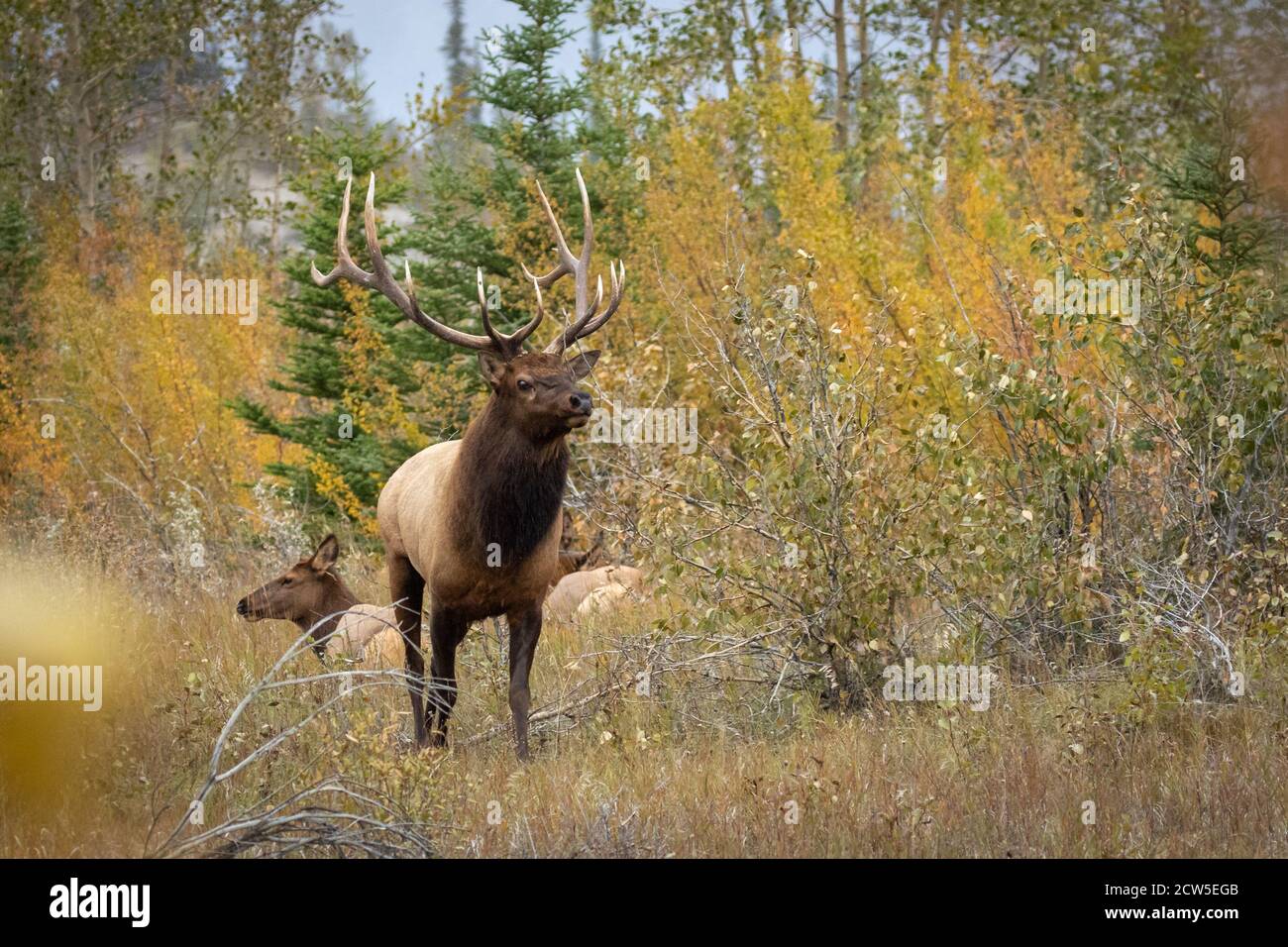 Beeindruckende Rocky Mountain Bull Elch starrt Eindringling Stier. Stockfoto