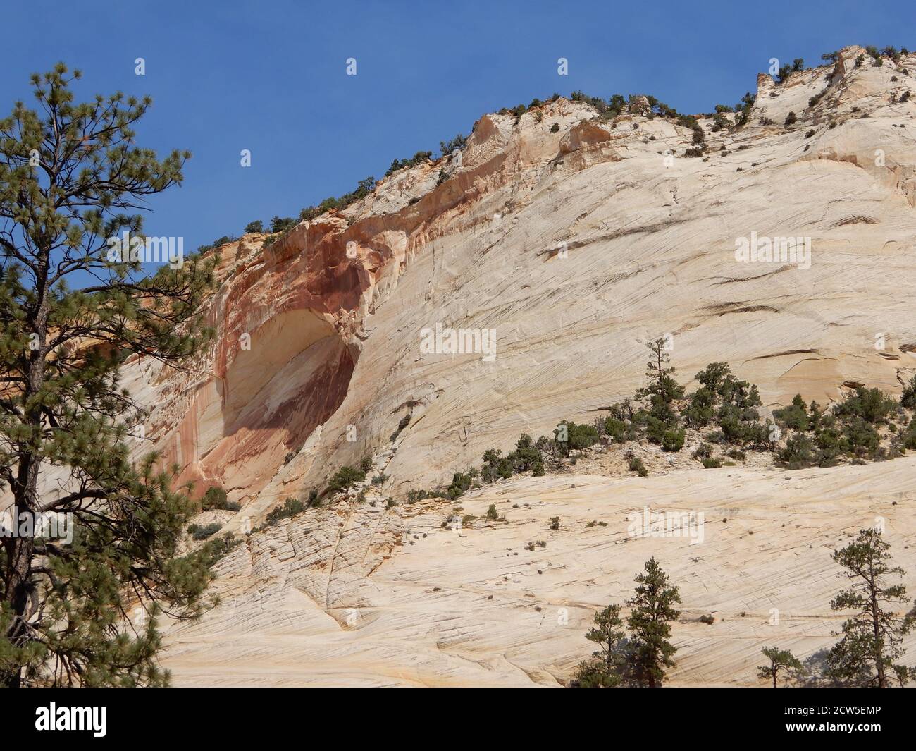 Springdale, UT. USA 8/12/2020. Der Virgin River im Zion National Park hat einen 15 km langen Zion Canyon mit rötlichen und bräunlichen Klippen geschnitzt. Stockfoto