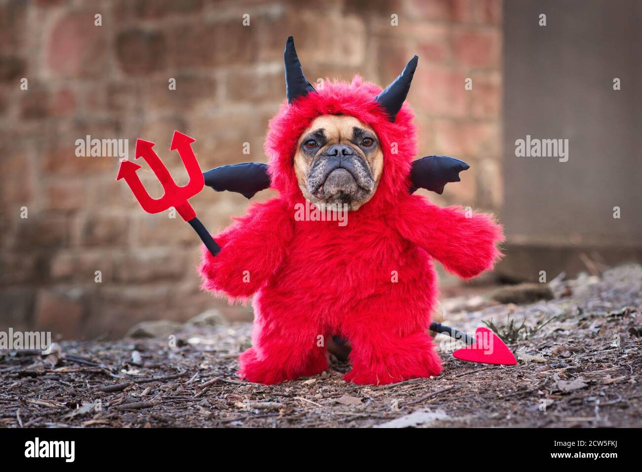 Französischer Bulldog Hund mit rotem Halloween Teufel Kostüm trägt einen  flauschigen Ganzkörperanzug mit gefälschten Armen hält Pitchfork, mit  Teufelsschwanz, Hörner und schwarz b Stockfotografie - Alamy
